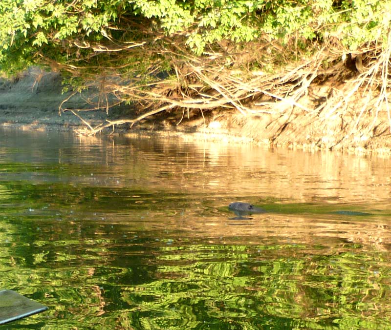 A beaver in the Karloveske Rameno branch