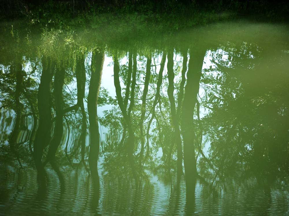Green World - Danube River branches