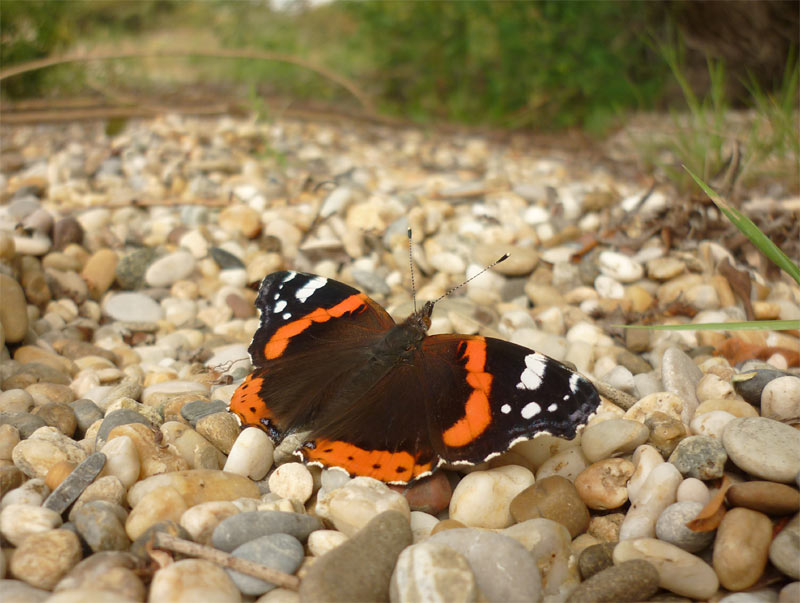 A butterfly - Vanessa atalanta at Vojcianske Jazero Lake