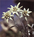 Plesnivec Alpínsky - Leontopodium Alpinum Cass.
