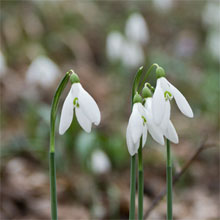 Marcové pranostiky vyháňajú zimu, Jozef prináša jar