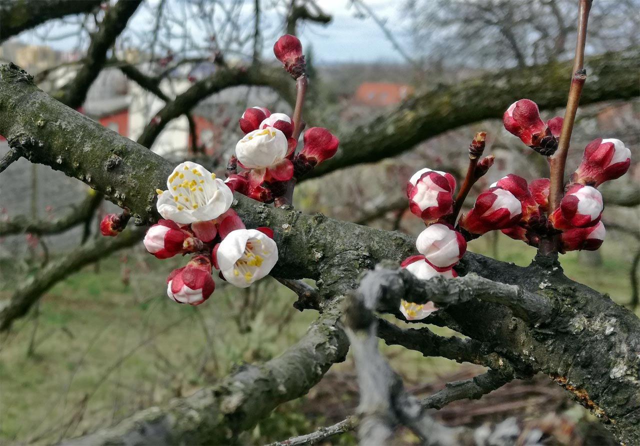 Apricot flowers, Devinska Nova Ves, March 18, 2019