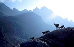 Tatranské kamzíky - z filmu Vysoké Tatry - Divočina zamrznutá v čase